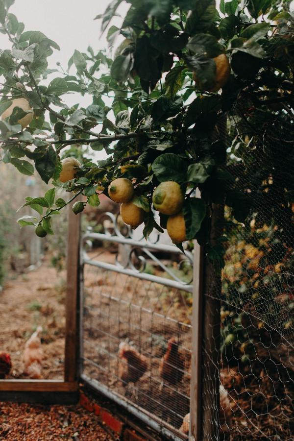 The Allotment Albany - Centrally Located Cottage In Old Albany Ngoại thất bức ảnh